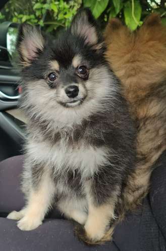 Pomeranios