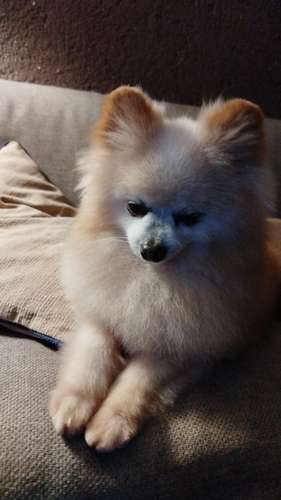 Pomeranios - Imagen 4