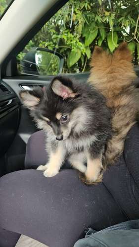 Pomeranios - Imagen 3