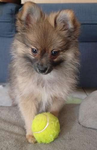 Pomeranios - Imagen 6