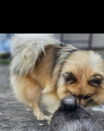 Pomeranios - Imagen 5