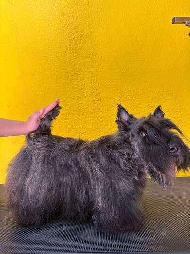 Terrier Escocés (Atigrado) - Imagen 6