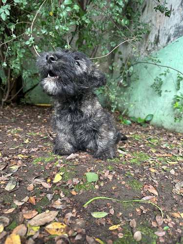 Terrier Escocés (Atigrado) - Imagen 4