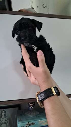 Schnauzer miniatura 