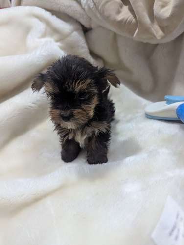 Yorkshire Terrier 