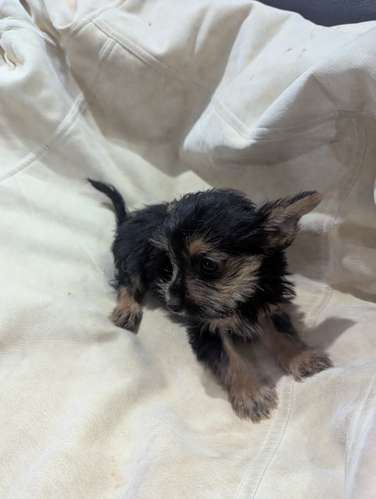 Yorkshire Terrier  - Imagen 3