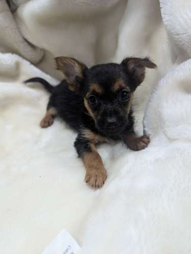Yorkshire Terrier  - Imagen 4