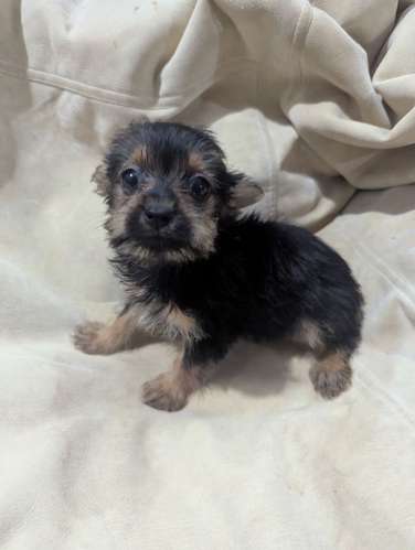 Yorkshire Terrier  - Imagen 2