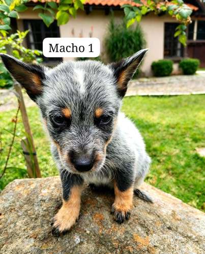 Cachorros Blue Heeler / Pastor Ovejero Australiano - Imagen 4