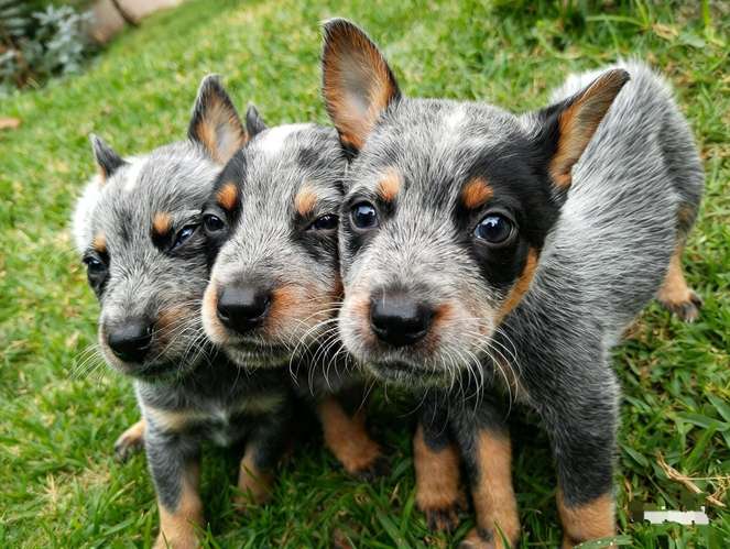 Cachorros Blue Heeler / Pastor Ovejero Australiano - Imagen 3