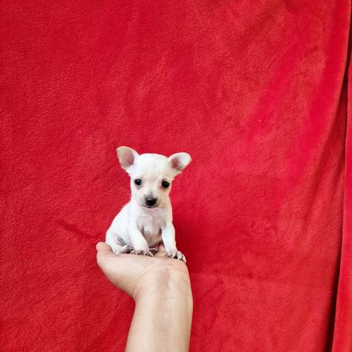 Chihuahua de bolsillo 