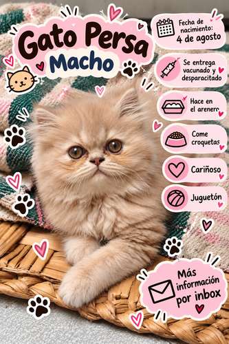 Gato persa 