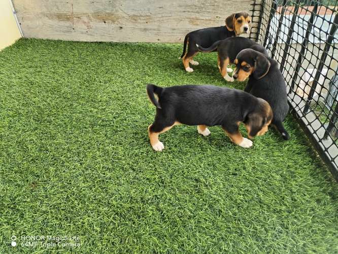 Beagle solo hembras