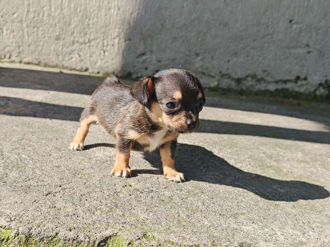 Chihuahuas cabecita de manzana pura raza  - Imagen 5