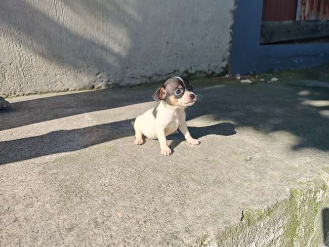 Chihuahuas cabecita de manzana pura raza  - Imagen 6