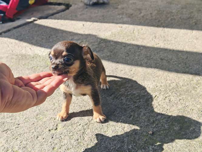 Chihuahuas cabecita de manzana pura raza  - Imagen 3