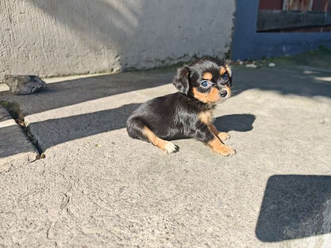 Chihuahuas cabecita de manzana pura raza  - Imagen 2