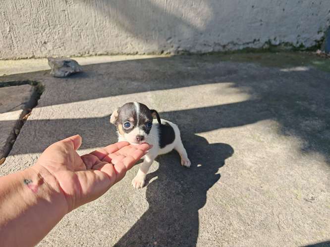 Chihuahuas cabecita de manzana pura raza  - Imagen 8