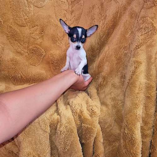 Chihuahua de bolsillo 