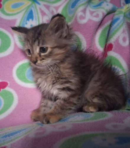 Hermosa gatia angora  - Imagen 3