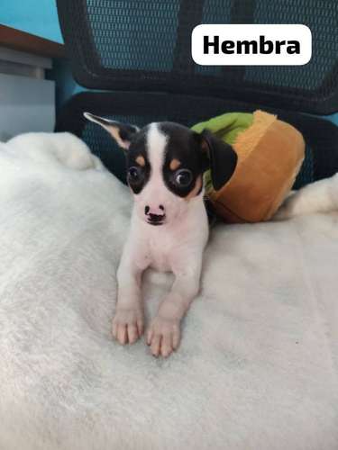Chihuahua Hembra 