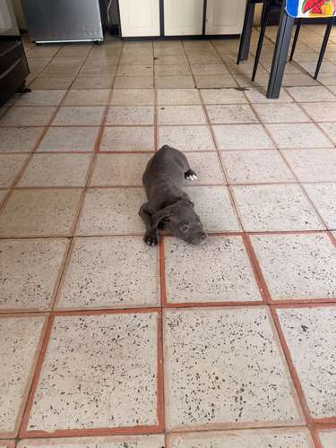 Cachorro Pitbull macho  - Imagen 3