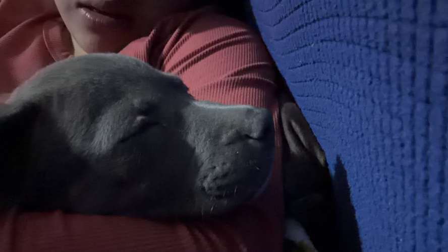 Cachorro Pitbull macho  - Imagen 4