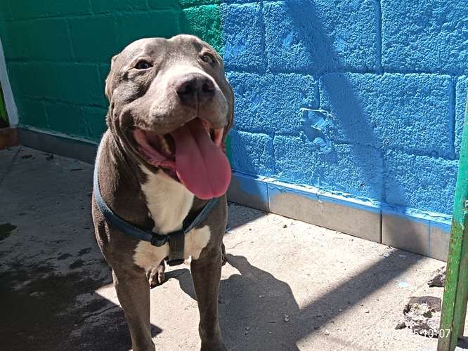 Pitbull blue