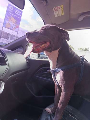 Pitbull blue