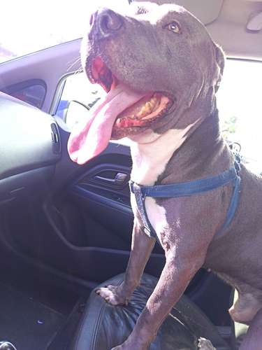 Pitbull blue