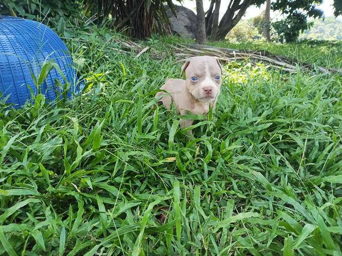 ¡Hermosos Cachorros American Bully Disponibles! - Excelentes Colores Tricolor 