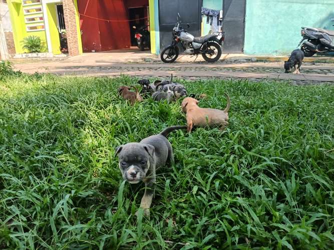 ¡Hermosos Cachorros American Bully Disponibles! - Excelentes Colores Tricolor 