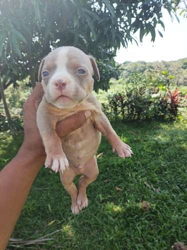 ¡Hermosos Cachorros American Bully Disponibles! - Excelentes Colores Tricolor 