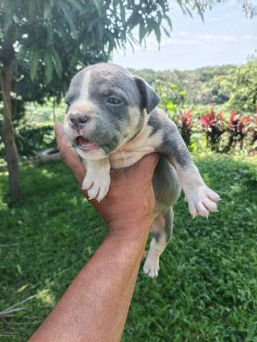 ¡Hermosos Cachorros American Bully Disponibles! - Excelentes Colores Tricolor 