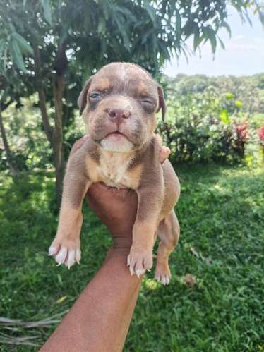 ¡Hermosos Cachorros American Bully Disponibles! - Excelentes Colores Tricolor 