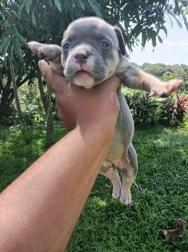 ¡Hermosos Cachorros American Bully Disponibles! - Excelentes Colores Tricolor 