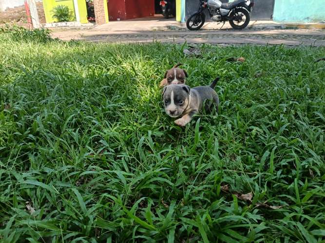 ¡Hermosos Cachorros American Bully Disponibles! - Excelentes Colores Tricolor 
