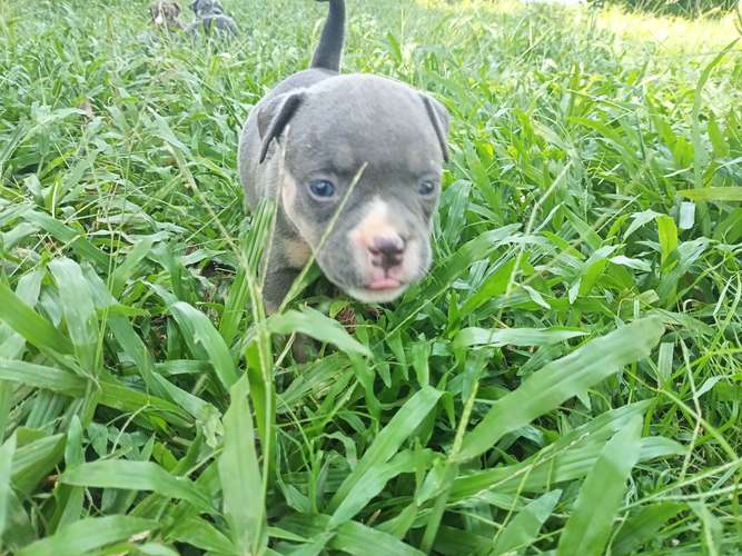 ¡Hermosos Cachorros American Bully Disponibles! - Excelentes Colores Tricolor 