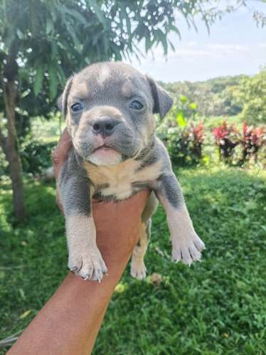 ¡Hermosos Cachorros American Bully Disponibles! - Excelentes Colores Tricolor 