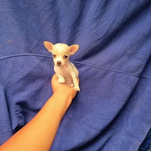 Chihuahua de bolsillo 