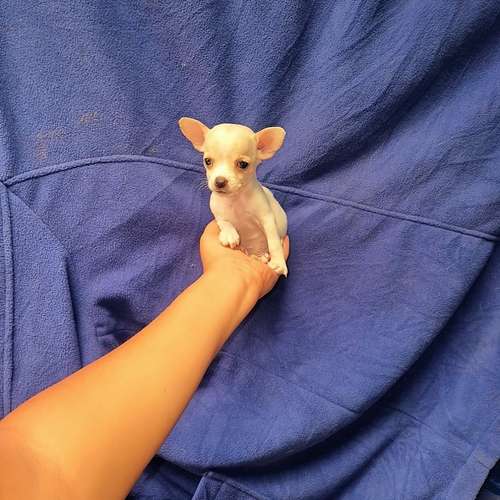 Chihuahua de bolsillo 