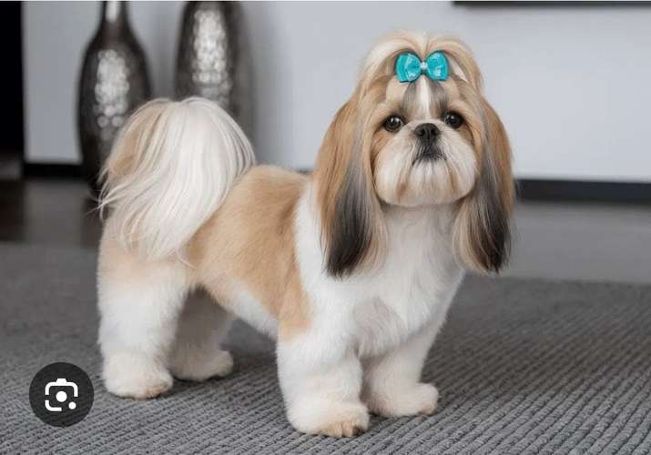 Tengo 2 perritas Raza Shih Tzu