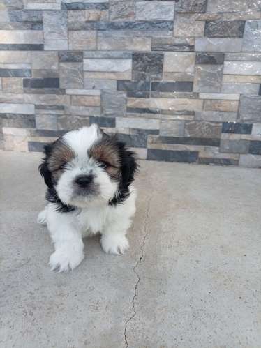 Hermosos Shih tzu - Imagen 2