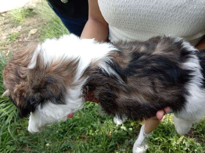 Hermosos Shih tzu - Imagen 6