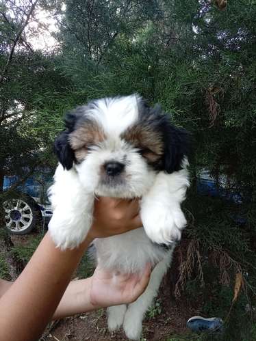 Hermosos Shih tzu - Imagen 3