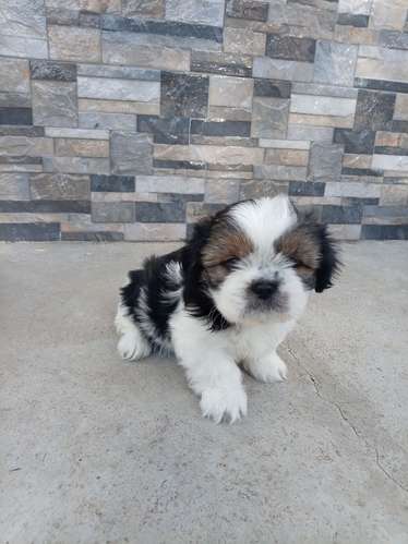Hermosos Shih tzu - Imagen 11