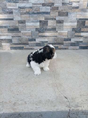 Hermosos Shih tzu - Imagen 12