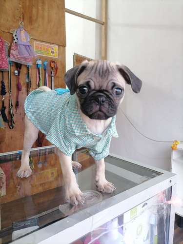 Vendo lindo, pug  - Imagen 2