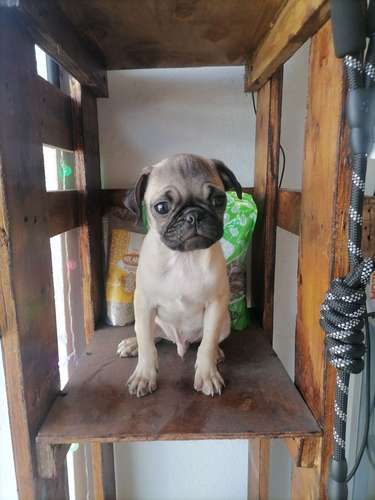 Vendo lindo, pug  - Imagen 1