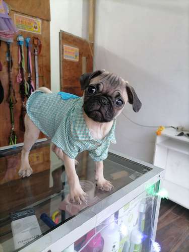 Vendo lindo, pug  - Imagen 3